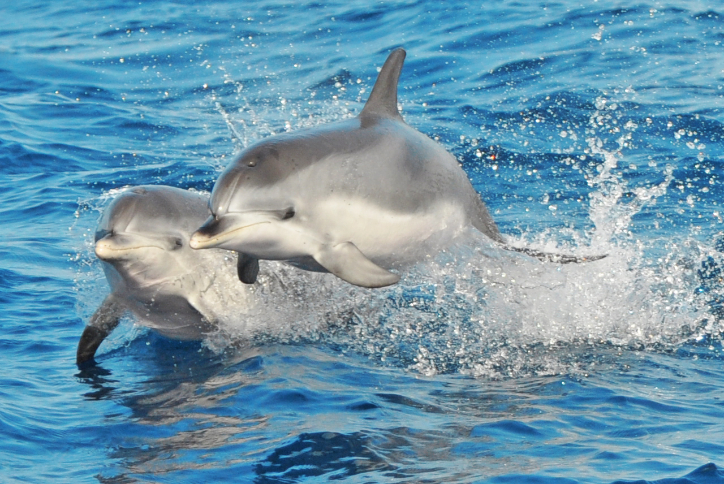 Magic Dolphin Morro Jable